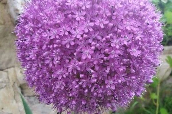 Broadleaf wild leek