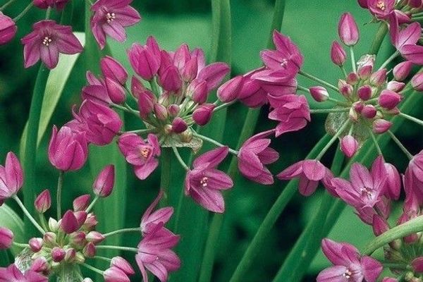 Mouse garlic