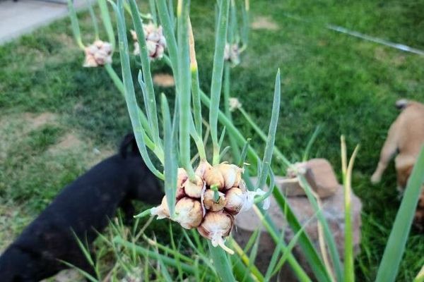 Canada onion