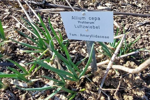 Shallot