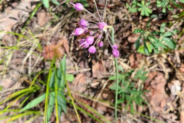 Wild onion