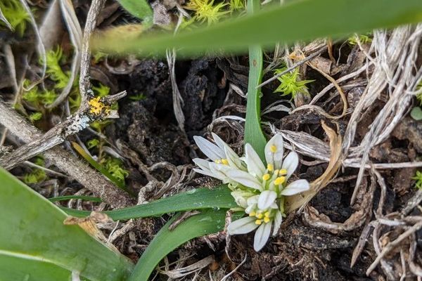 Dwarf garlic