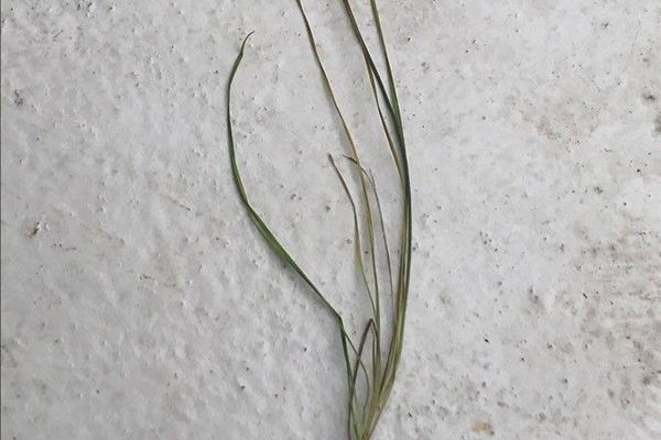 Allium ericetorum