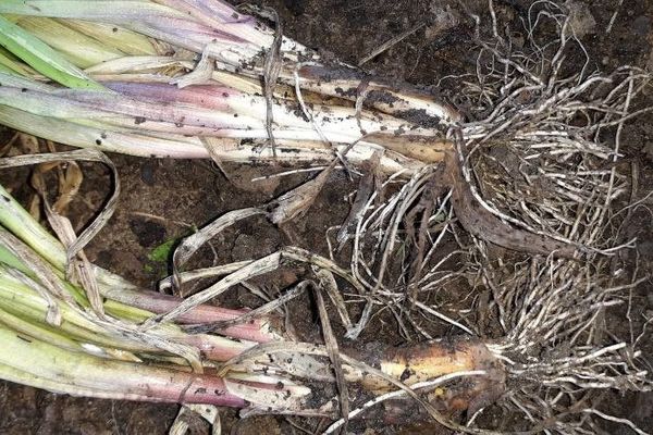 Welsh onion
