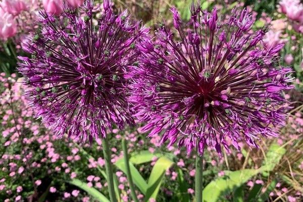 Fragrant yellow allium