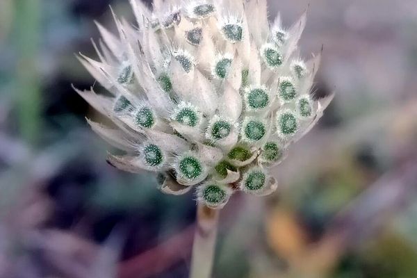 Spotted onion