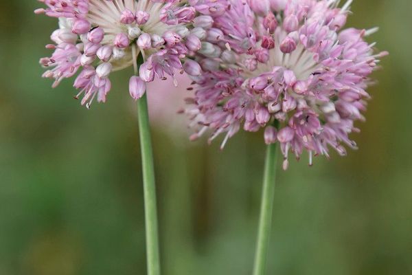Allium lineare