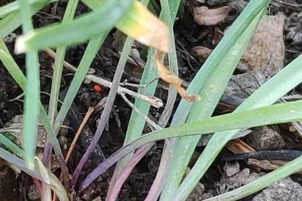 Lily leek