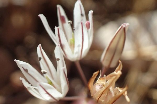 Allium moschatum