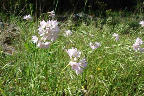 Allium narcissiflorum