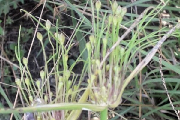 Field garlic
