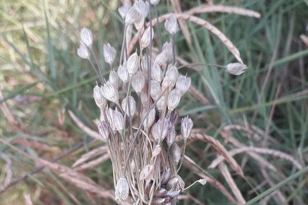 Pale garlic