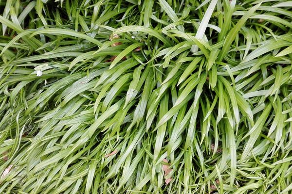 Few-flowered garlic