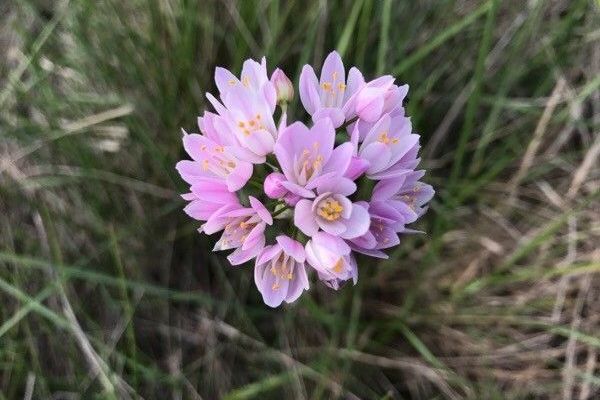 Rosy garlic
