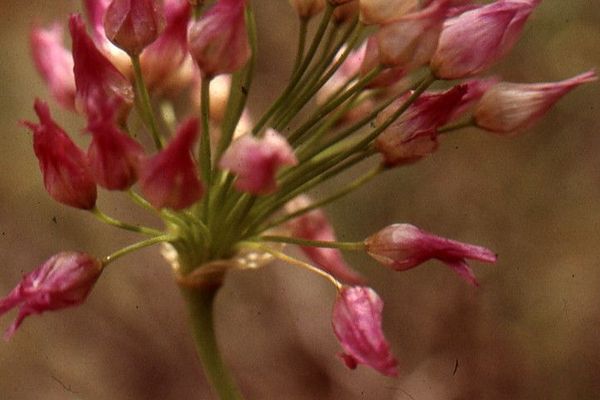 Purple-flower garlic