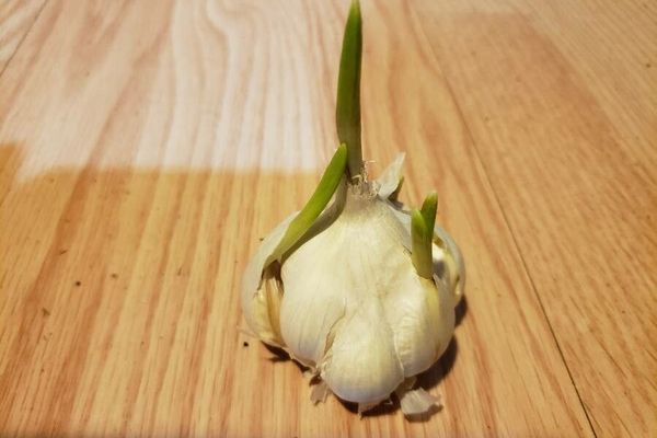 Garlic