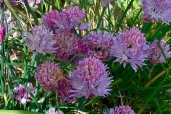 Chives
