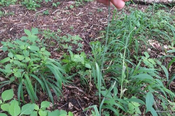 Spanish garlic
