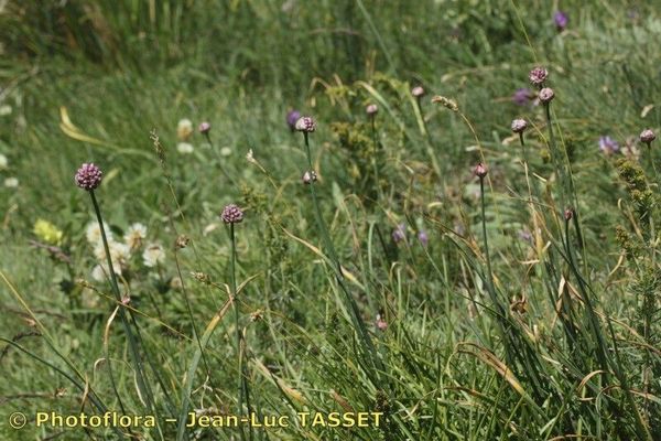 Allium strictum