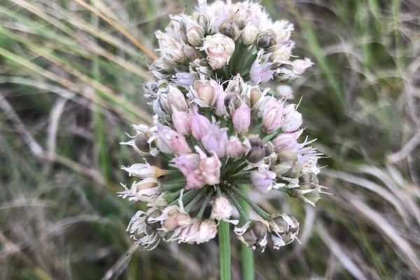 Allium suaveolens