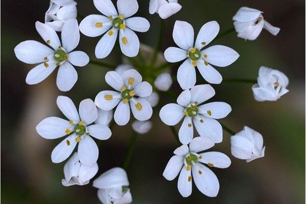 Hairy garlic