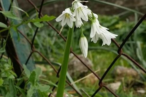 Triquetrous garlic
