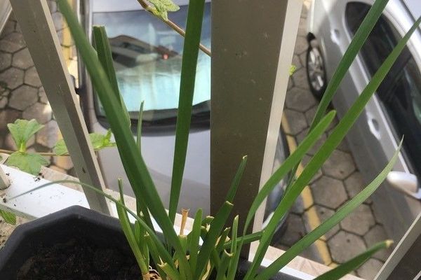Chinese chives