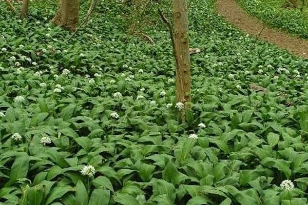 Bear garlic