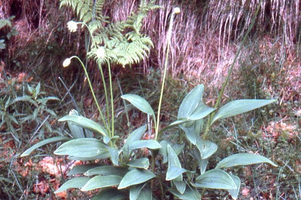 Alpine leek
