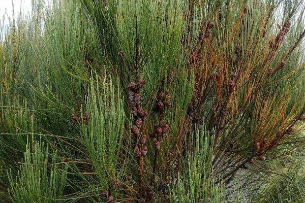 Allocasuarina distyla