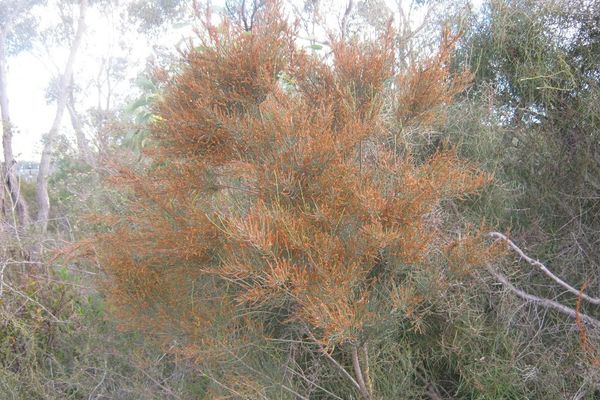 Allocasuarina muelleriana