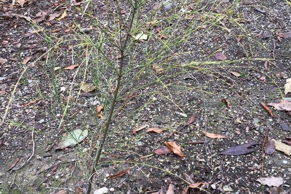 Drooping she-oak