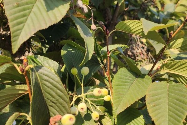 Mountain-ash