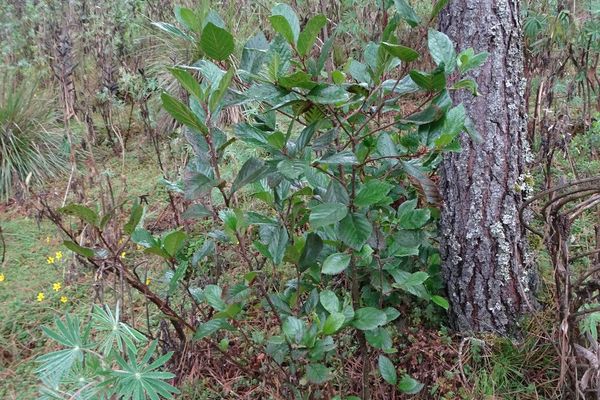 Andean alder