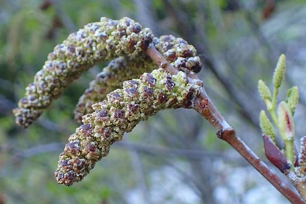 Green alder