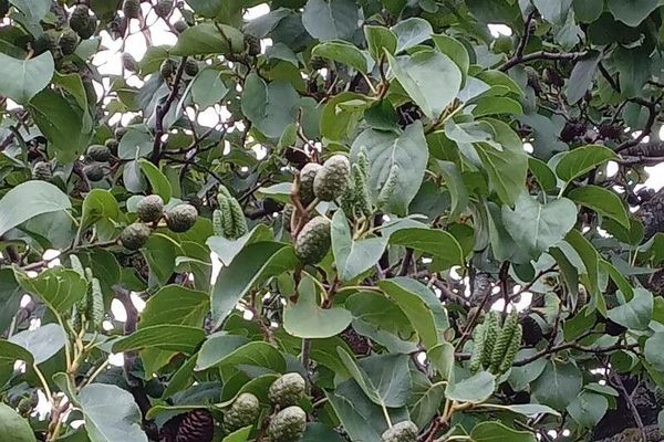 Italian alder