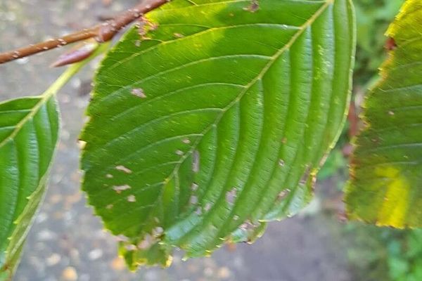 Alnus firma