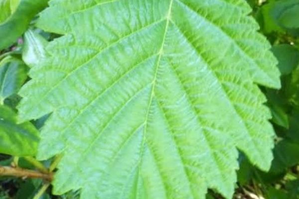 Manchurian alder