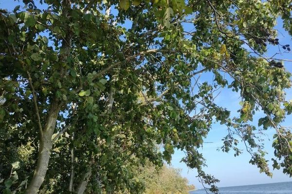 Grey alder