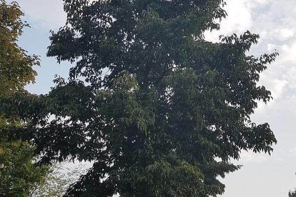 Japanese alder