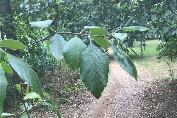 White alder