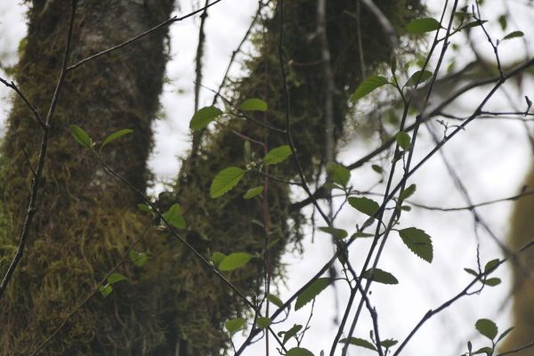 Red alder
