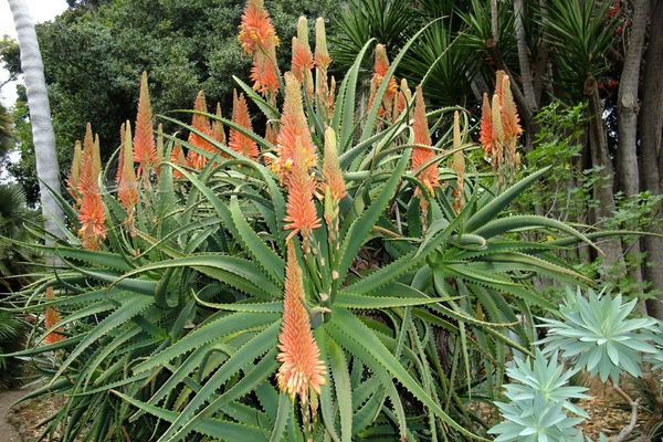 Candelabra aloe