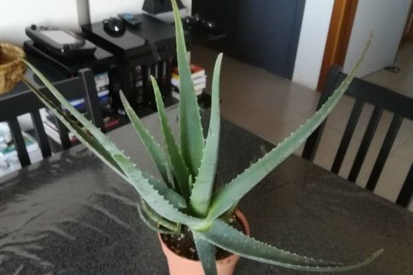 Barbados aloe