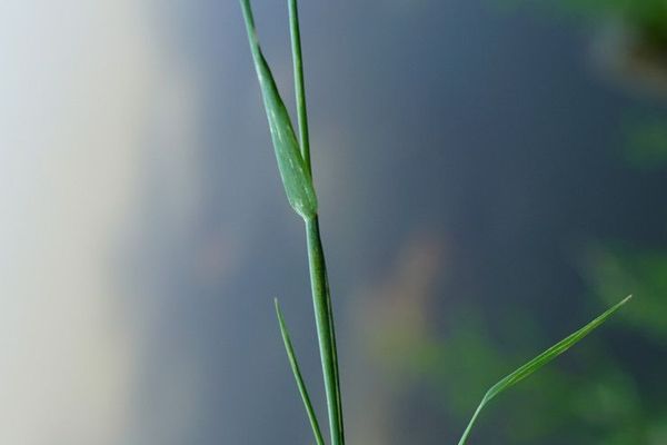 Orange foxtail
