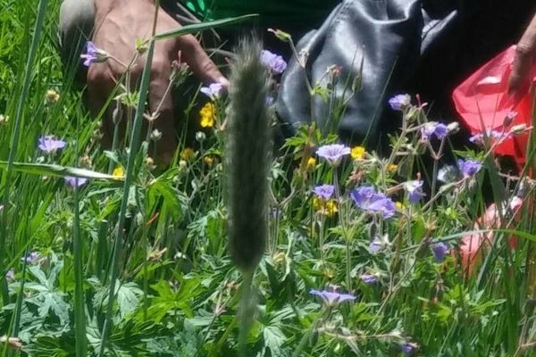 Alpine foxtail