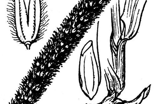 Creeping foxtail