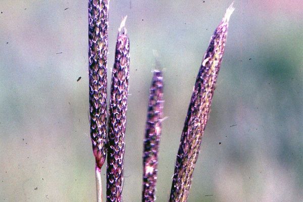 Bulbous foxtail