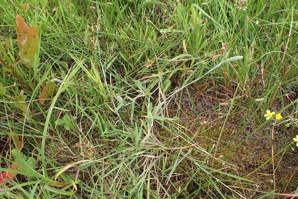 Marsh foxtail