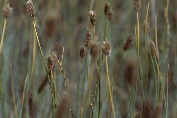 Alpine foxtail